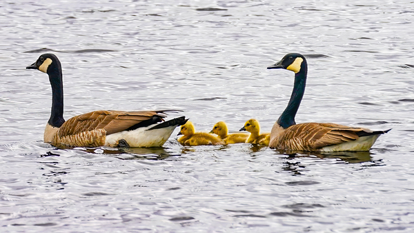 Swimming lessons by Jim Radford