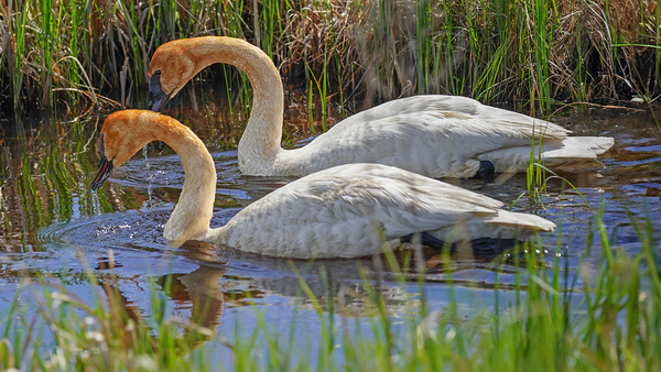 Two swans a swimming by Jim Radford