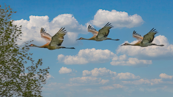 Three cranes a crusin by Jim Radford