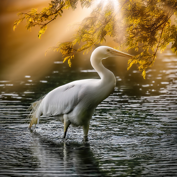 Egret on the hunt by Jim Radford