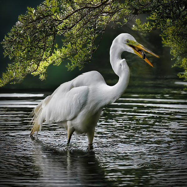 Just lunch  by Jim Radford