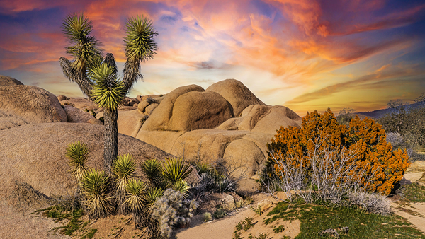 Joshua tree landscape by Jim Radford