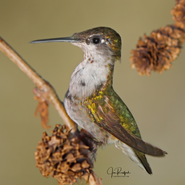 Hummer in the cones by Jim Radford