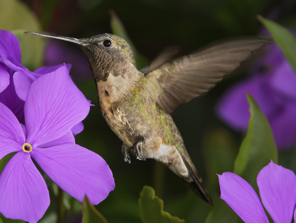 Hummer in the purple by Jim Radford