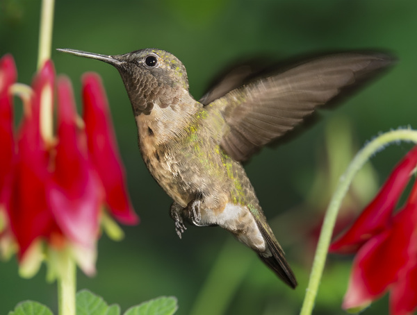 Hummer in the red by Jim Radford