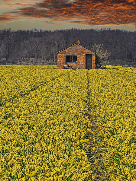 Flourishing fields of flowers Holland by Jim Radford