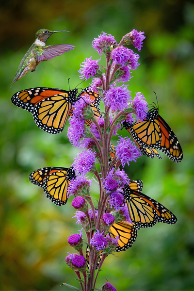 Hummer and butterflys by Jim Radford