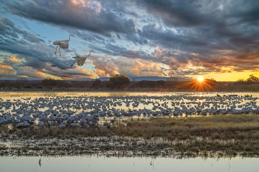 Sunrise at the Bosque  Imprimer