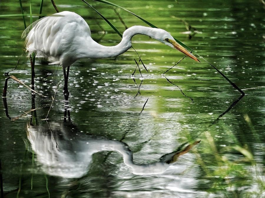 Feeding Egret  Print