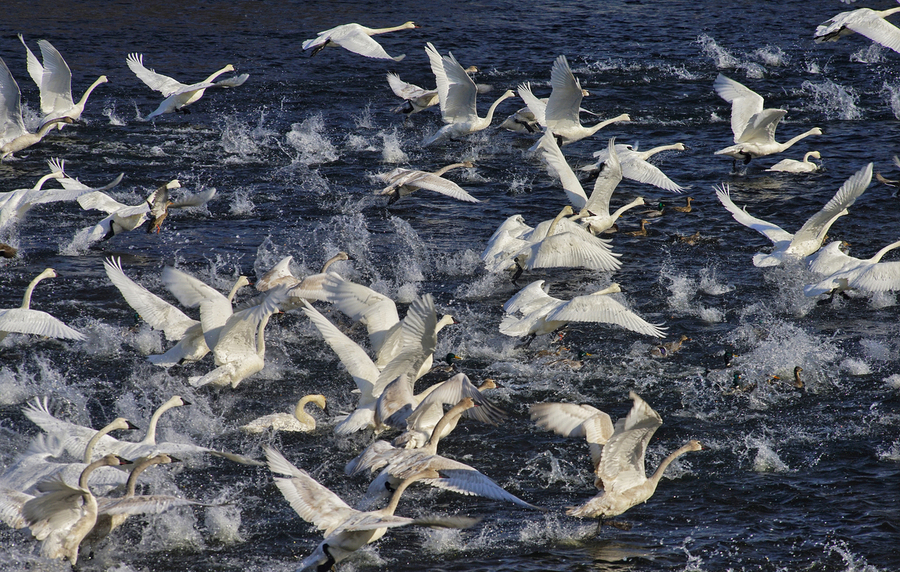 Swan Lift-Off  Print