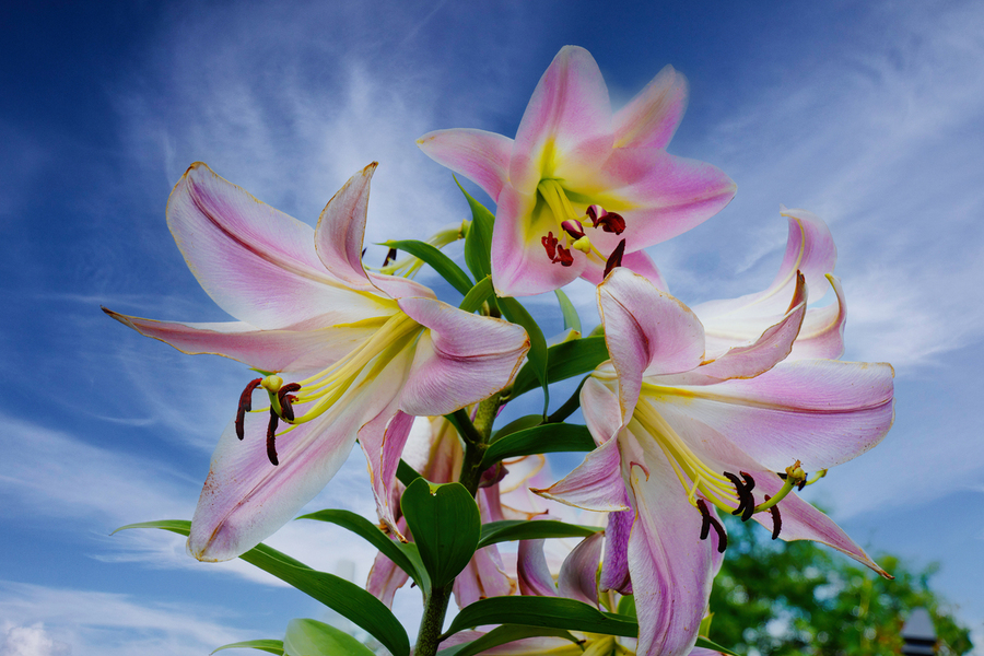 Lucious Lily  Print