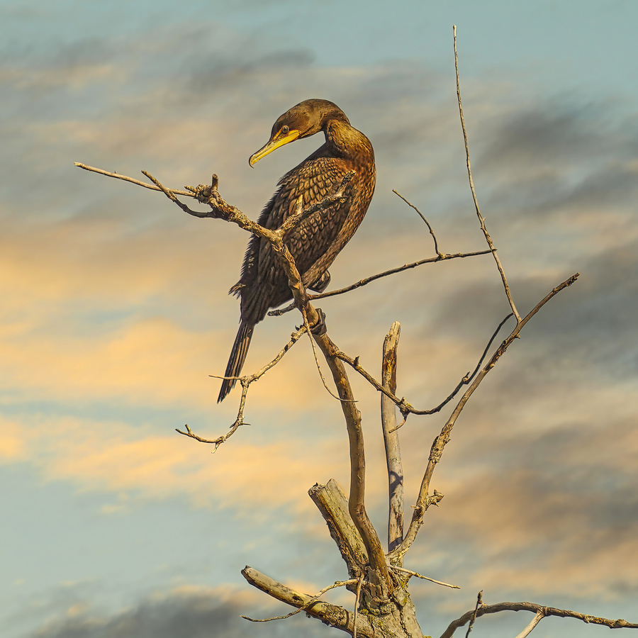 Cormorant  Print