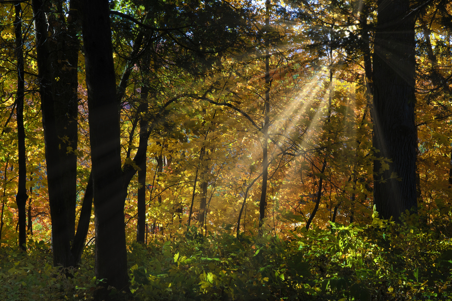 Falling leaves and beams   Print