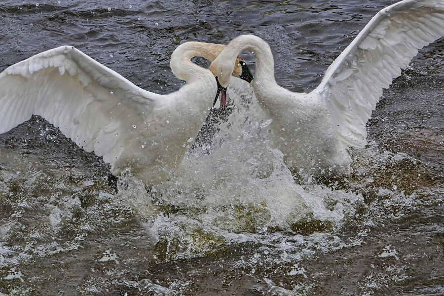 Battling Swans  Print