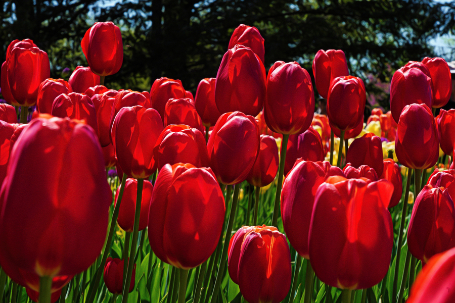 Red tulip parade   Print