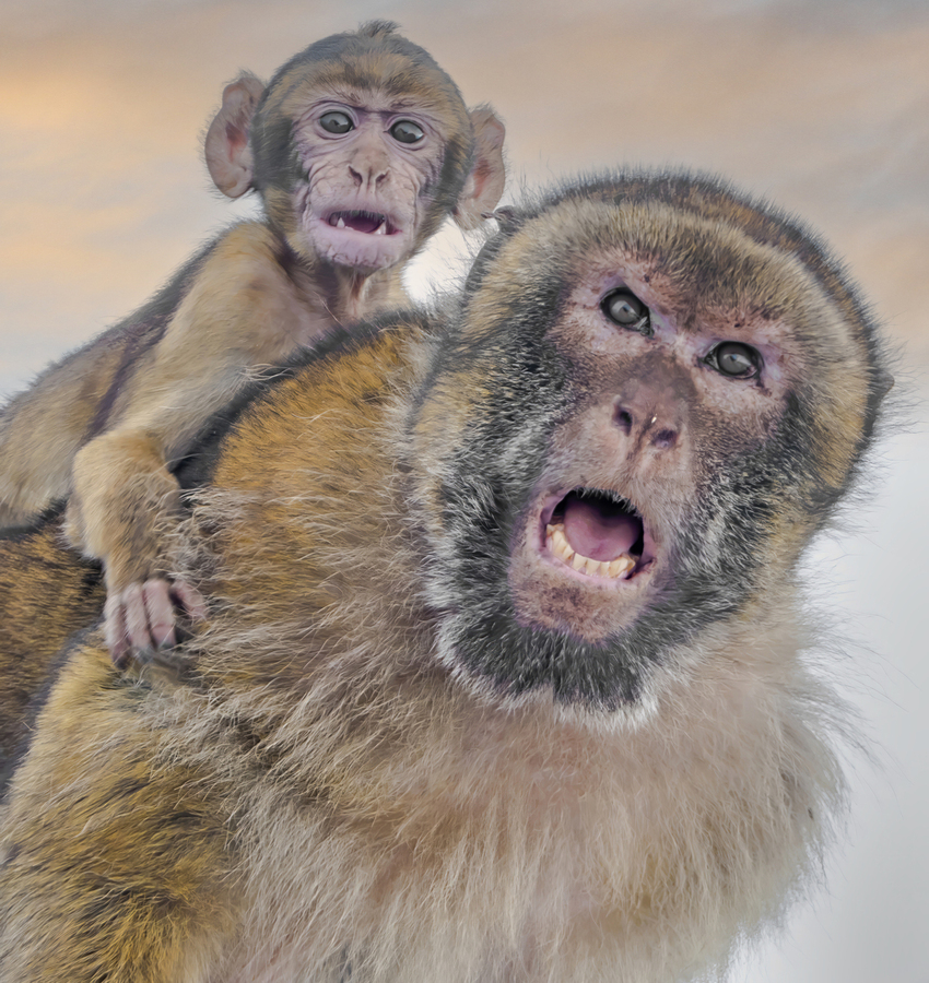  Barbary Macaques Monkey  Imprimer