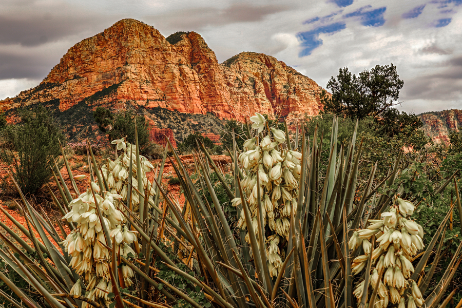 Flowers in Sedona  Print