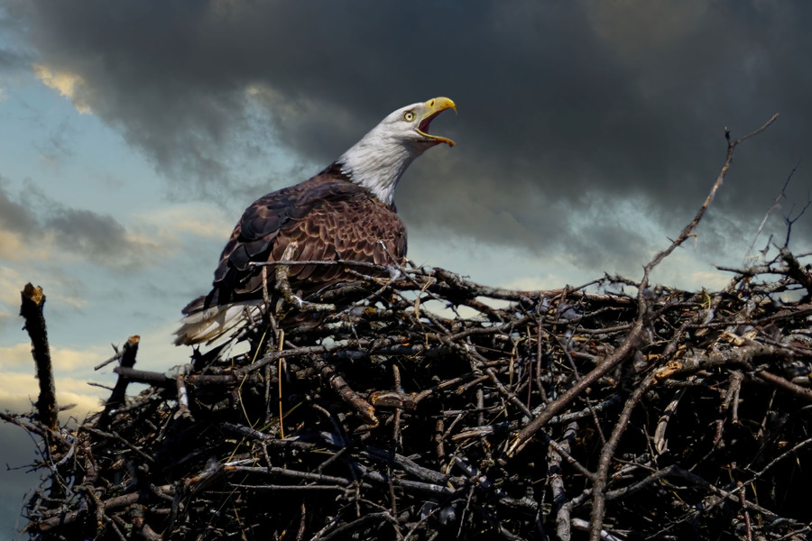 Eagle on nest  Print