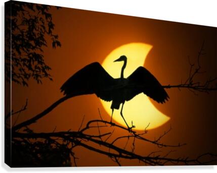 Egret Eclipse  Canvas Print