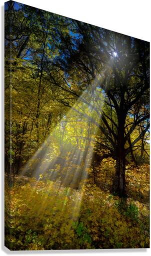 Forest Beams   Canvas Print