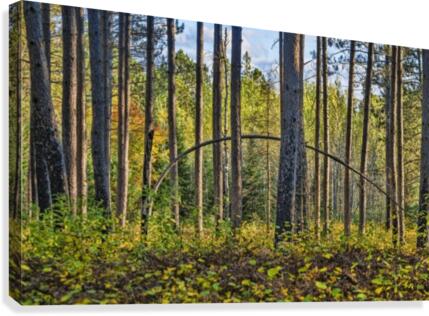 Stand of Trees  Canvas Print