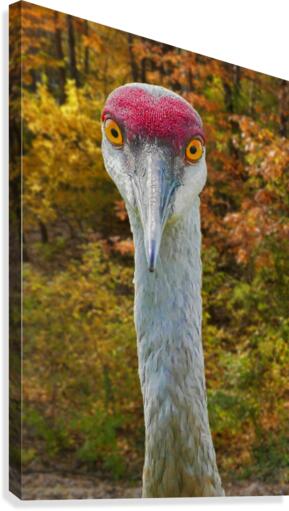 Big Eyes Sandhill Crane  Impression sur toile