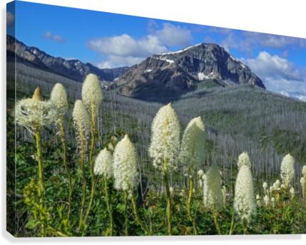 Bear Grass Fields  Canvas Print