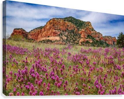 Clover Fields in Sedona  Canvas Print