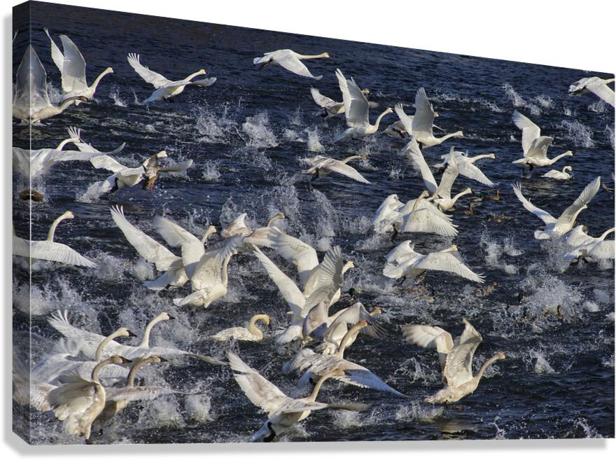 Liftoff  Canvas Print