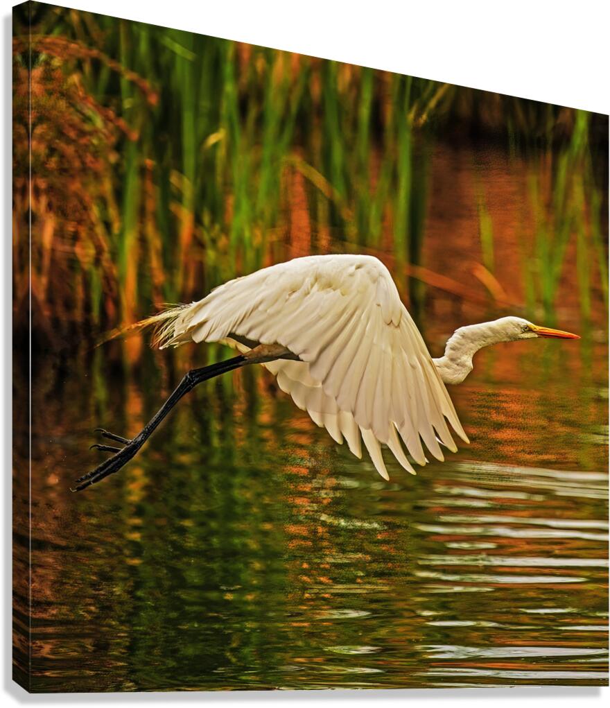 Egret in Flight  Canvas Print