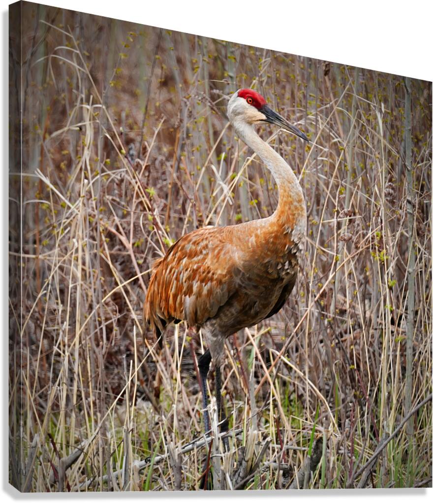 Sandhill Foraging Canvas Print