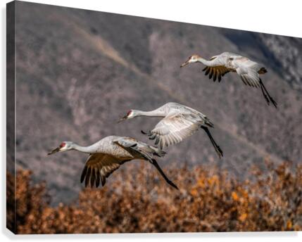 Family of Three  Canvas Print