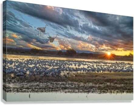 Sunrise at the Bosque  Canvas Print