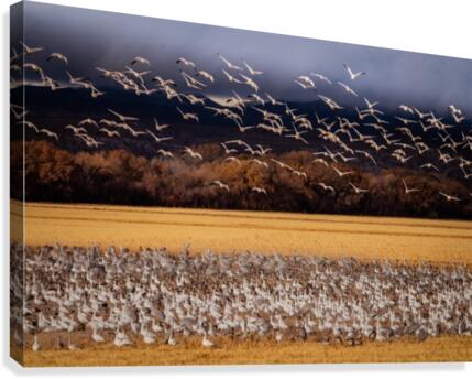 Snowbird Migration  Impression sur toile