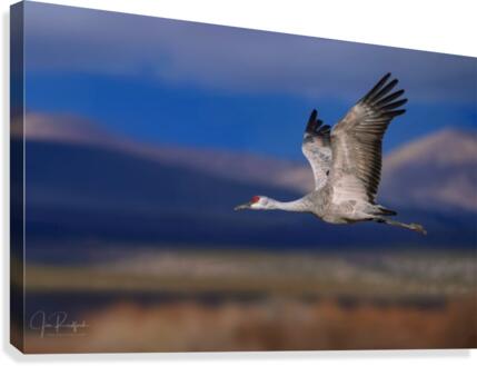 Crane over the Bosque  Canvas Print