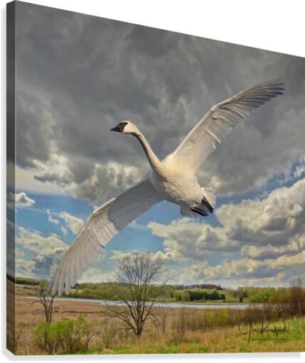 Swan on the Wing  Canvas Print