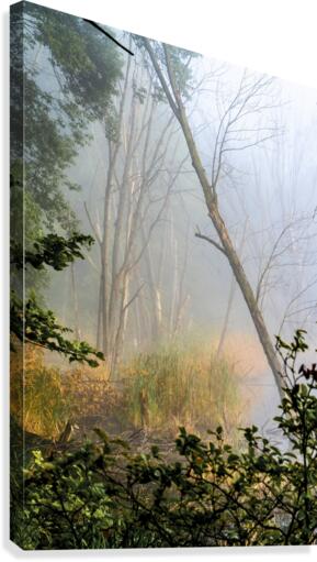 Tilting Timber  Canvas Print