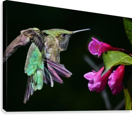 Hovering Hummer  Canvas Print