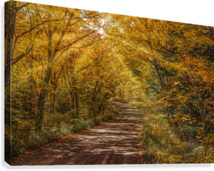 Sun Beams in Fall Color  Canvas Print