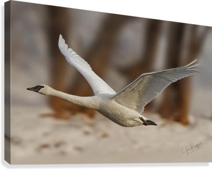 Trumpeter Liftoff  Canvas Print