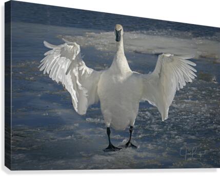 Embracing Swan  Impression sur toile