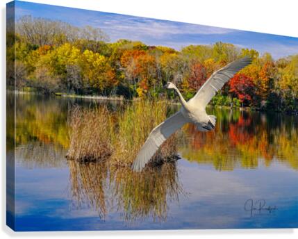 Landing Swan  Canvas Print