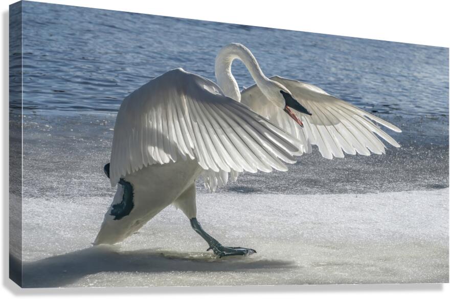 Swan on Guard  Canvas Print