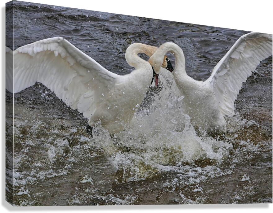 Battling Swans  Canvas Print