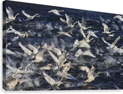 Swan Lift-Off  Impression sur toile