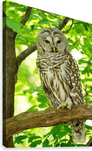 Barred Owl   Impression sur toile