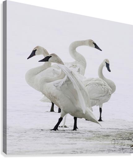 Swan group   Canvas Print