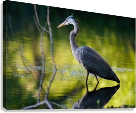 Heron on the Hunt  Canvas Print