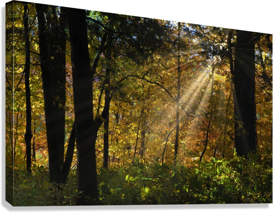 Falling leaves and beams   Canvas Print