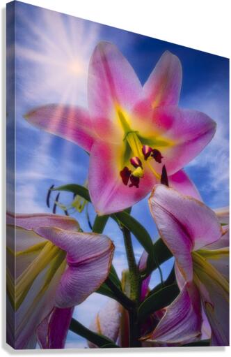 Starshine Lily Canvas Print